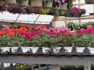 H&H Greenhouse